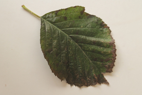 Orange-berried Whitebeam (Karpatiosorbus croceocarpa)