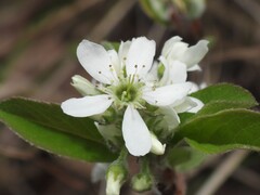 Amelanchier obovalis, photograph (c) geosesarma, some rights reserved (CC BY)