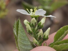 Amelanchier obovalis
