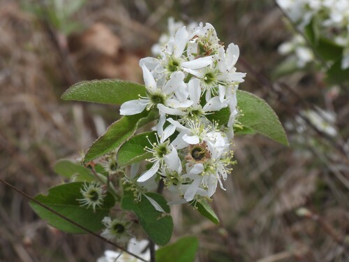 Amelanchier obovalis, photograph 1