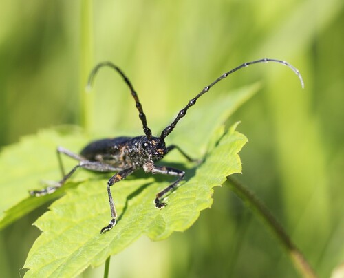 Capricorn beetle, Eckartsau, Austria, photo 8 of 10
