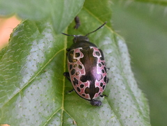 Calligrapha diversa