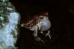 Ingerophrynus biporcatus