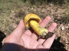 Boletus holoxanthus