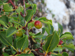 Rhamnus saxatilis