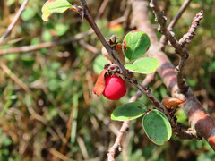 Cotoneaster pyrenaicus