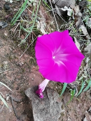 Ipomoea elongata