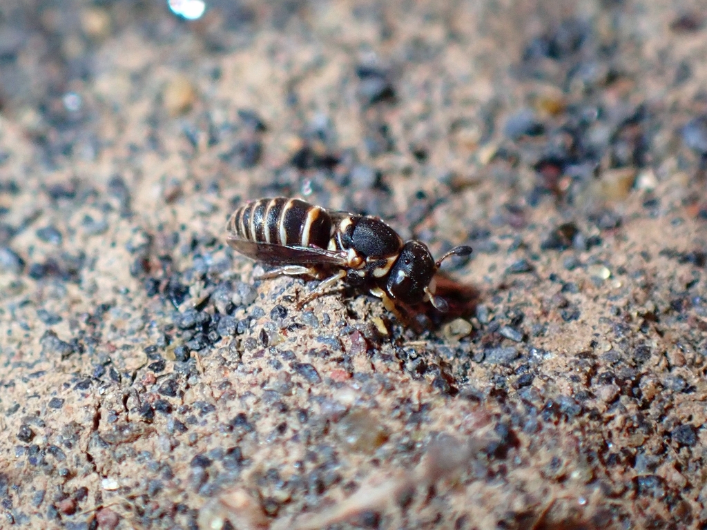 Quartinia tenerifina