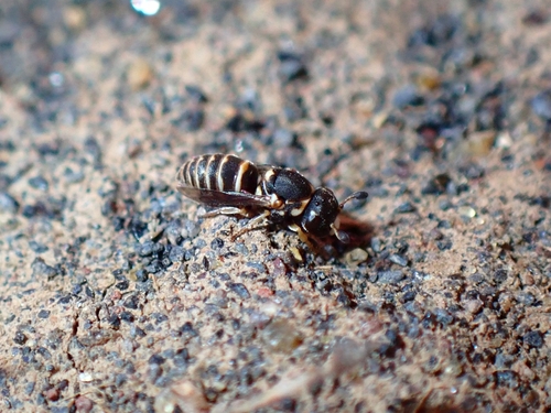 Quartinia tenerifina
