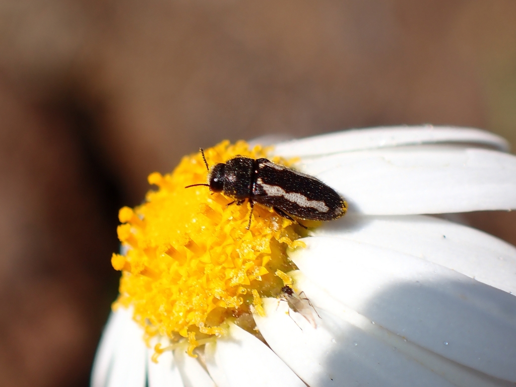Acmaeodera tagoror