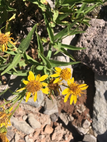 Arnica longifolia, photograph 5