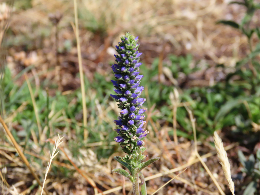 Veronica spicata, Provincia dell'Aquila, Italia