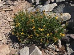 Arnica longifolia, photograph Matt Berger, CC BY, iNaturalist via GBIF