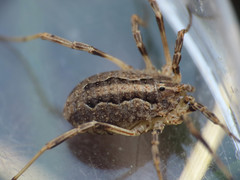 Odiellus