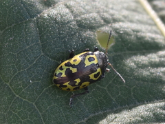 Zygogramma signatipennis