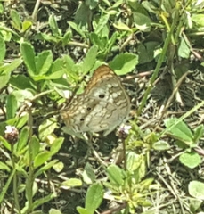 Anartia jatrophae