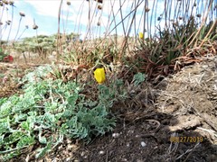 Eschscholzia californica maritima
