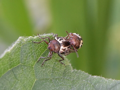 Zygogramma piceicollis
