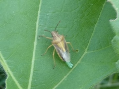 Oebalus
