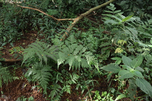 Snail-fern (Tectaria gemmifera)