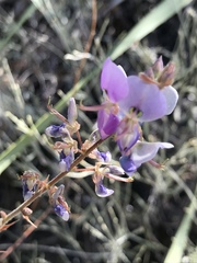 Desmodium cinerascens