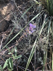 Desmodium cinerascens