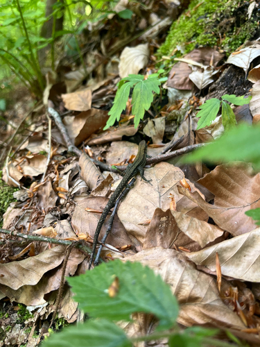 Viviparous Lizard