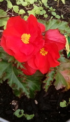 Begonia × tuberhybrida