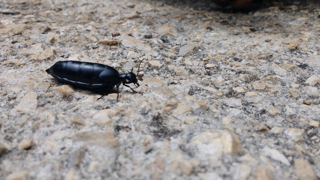 Meloe gracilicornis
