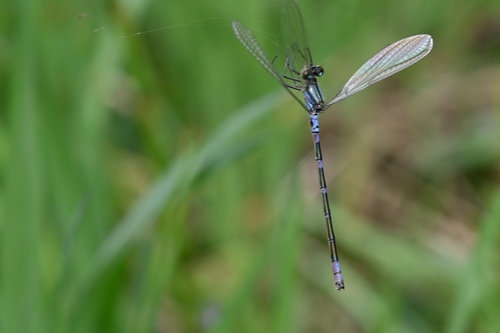 Irish Damselfly, Overijssel, NL, photo 8 of 10