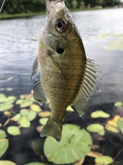 Lepomis macrochirus macrochirus