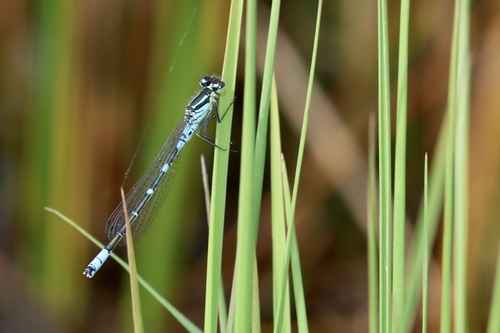 Irish Damselfly, Overijssel, NL, photo 10 of 10