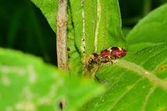 Enoclerus bombycinus