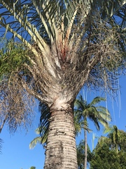 Dypsis decaryi