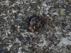 Pipistrellus abramus