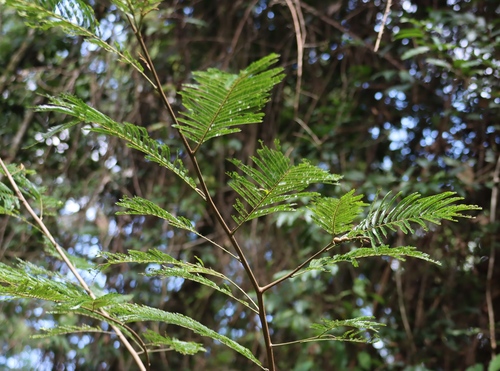 Image of Newtonia buchananii by (c) Tony Rebelo, some rights reserved (CC BY-SA)
