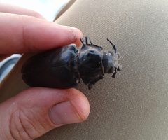 Archodontes melanopus