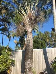 Dypsis decaryi