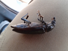 Archodontes melanopus