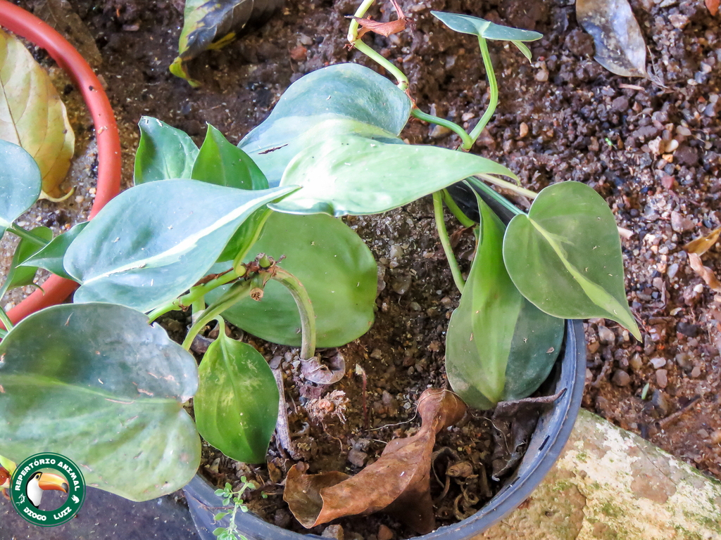 Філодендрон — Philodendron hederaceum