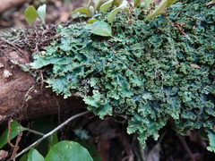 Pseudocyphellaria montagnei