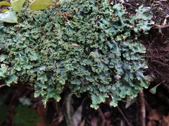 Pseudocyphellaria montagnei