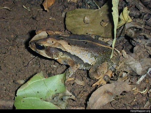 Mountain Toad