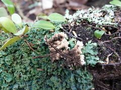 Pseudocyphellaria montagnei