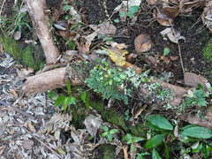 Pseudocyphellaria montagnei