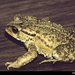 Bocourt's Toad - Photo (c) Chris Harrison, some rights reserved (CC BY-NC), uploaded by Chris Harrison