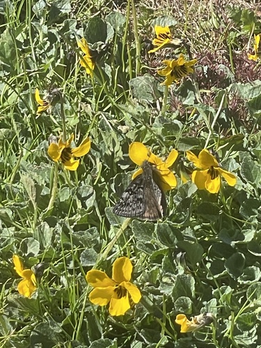iNaturalist observation photo of Propertius Duskywing