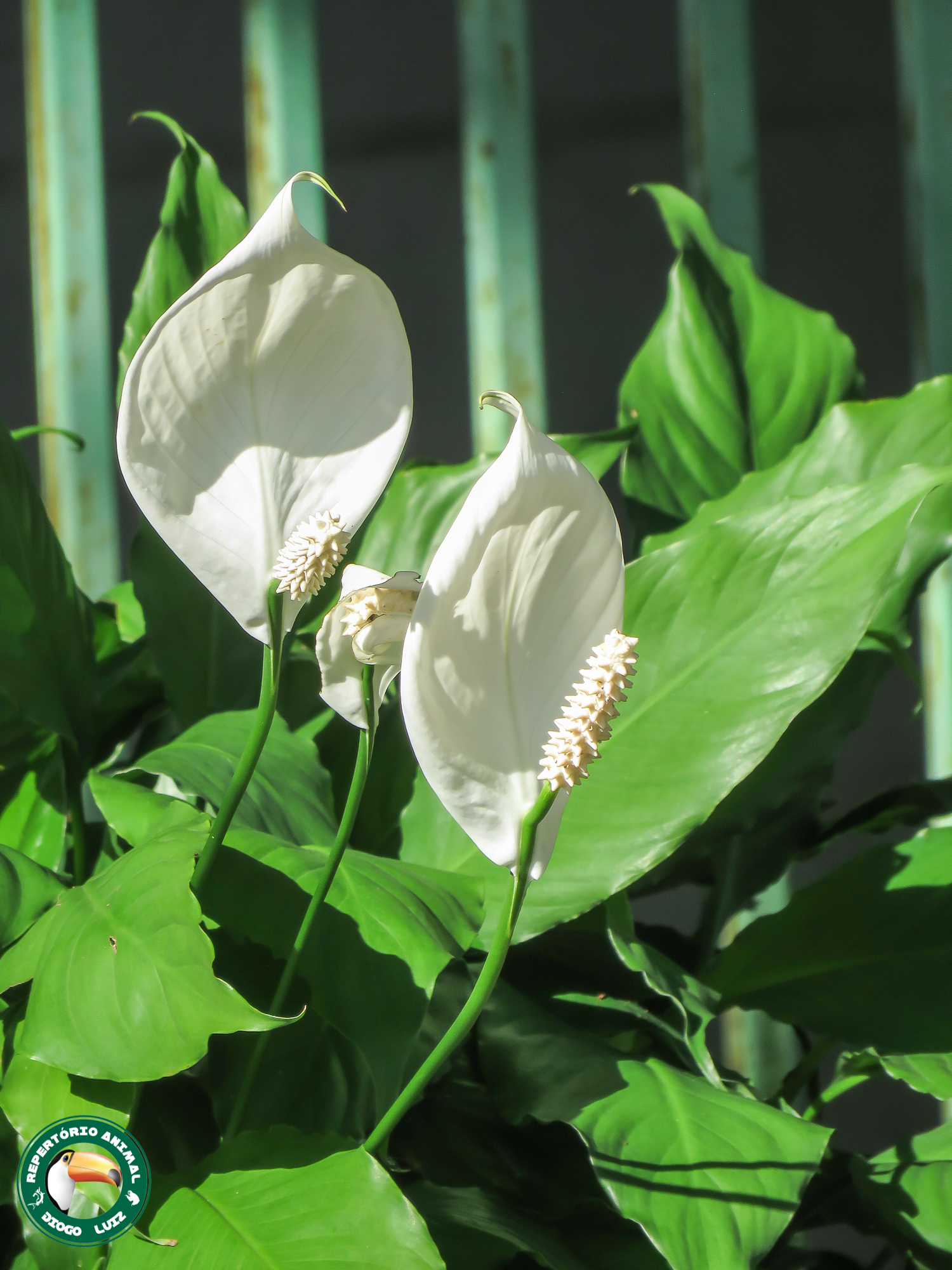 Peace Lily (Spathiphyllum wallisii)