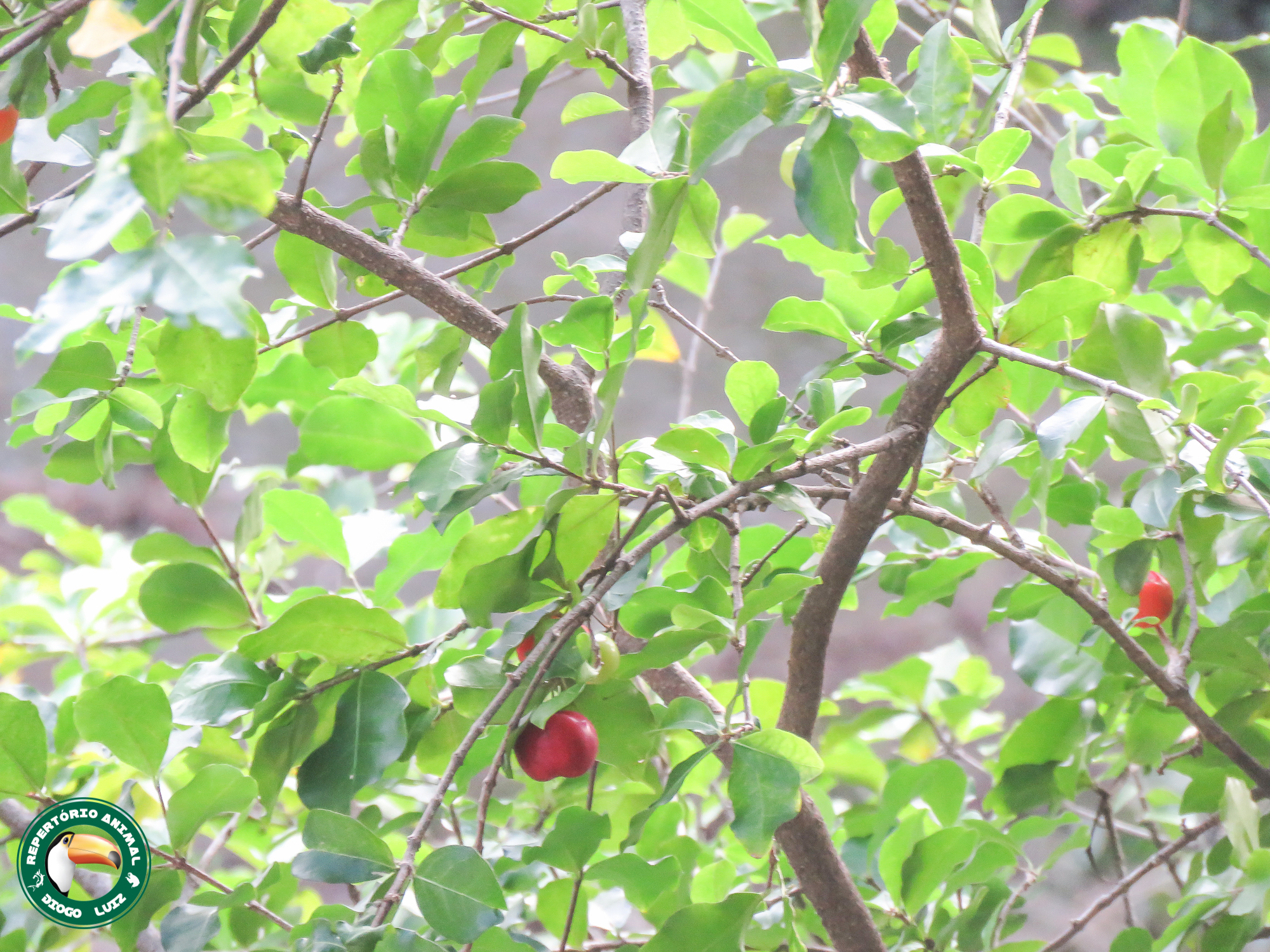 Imagem de Acerola