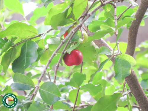 Malpighia emarginata